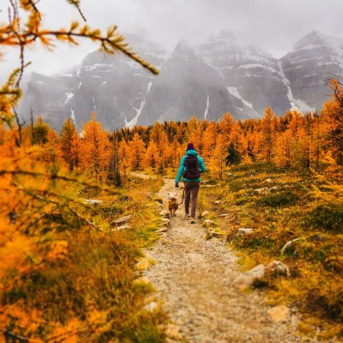 A woman in a blue jacket and her dog are hiking along a trail lined by Larch trees in the fall with mountains in the background.