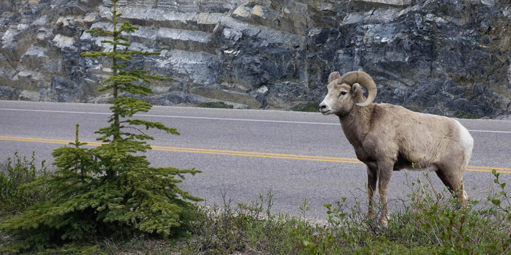 A mountain goat on the side of the road in Canmore, Alberta. 