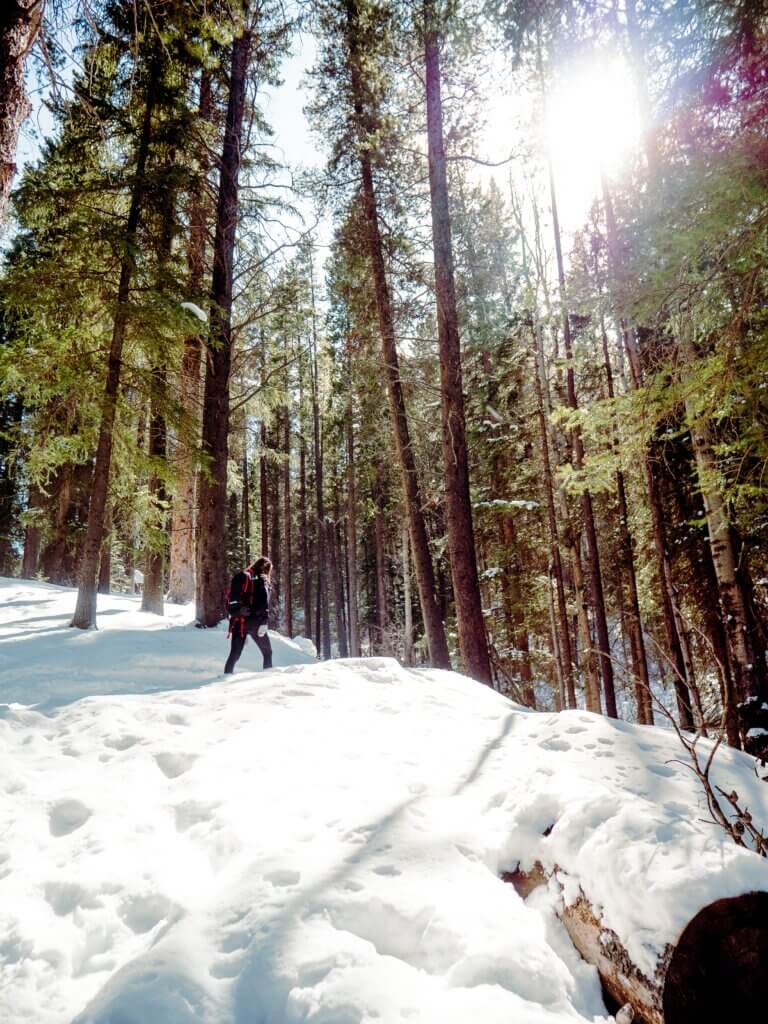 A woman in a black outfit hikes through a Canmore forest covered in snow in Alberta on a sunny day.