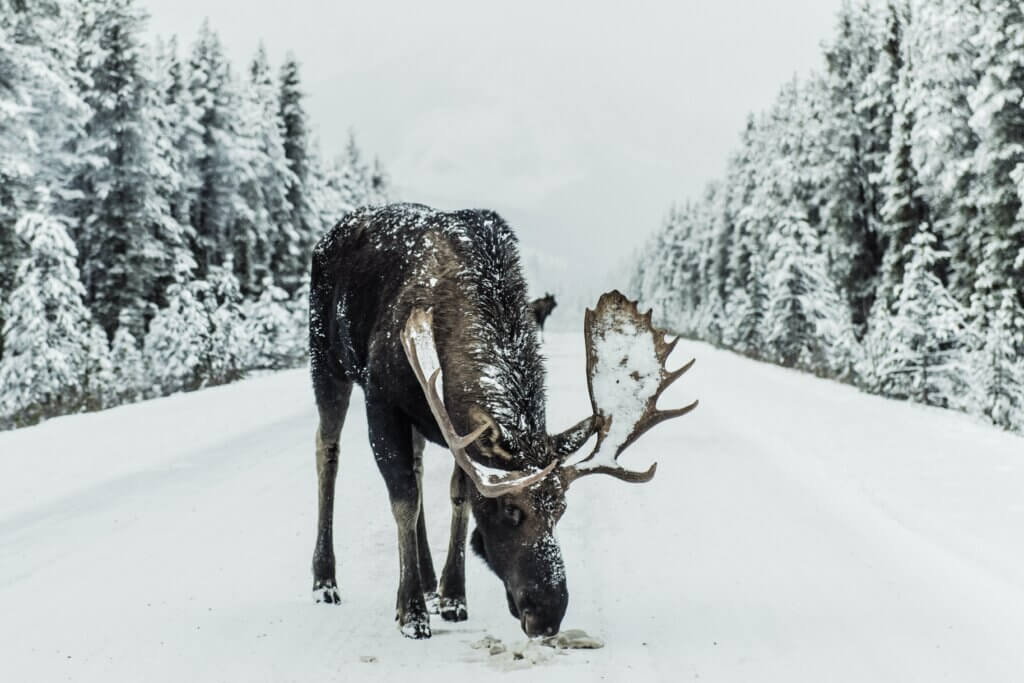 A large moose with big antlers licks salt off of a snowcovered road, surrounded by snow covered evergreen trees on a snowy, clouded day, in Jasper National Park, Alberta, near Canmore and Banff.