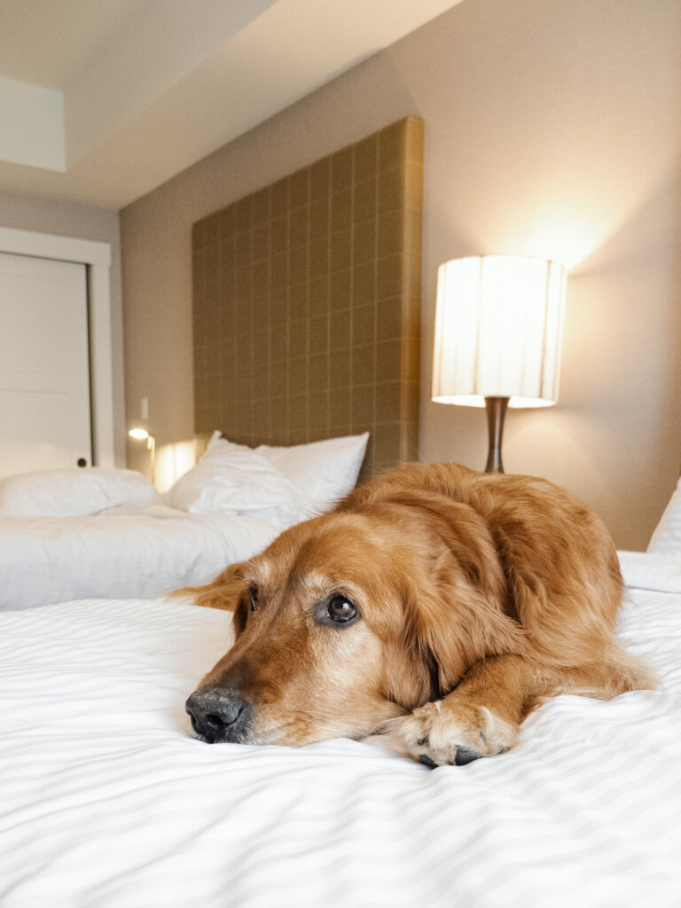 dog laying on a white bed in a hotel