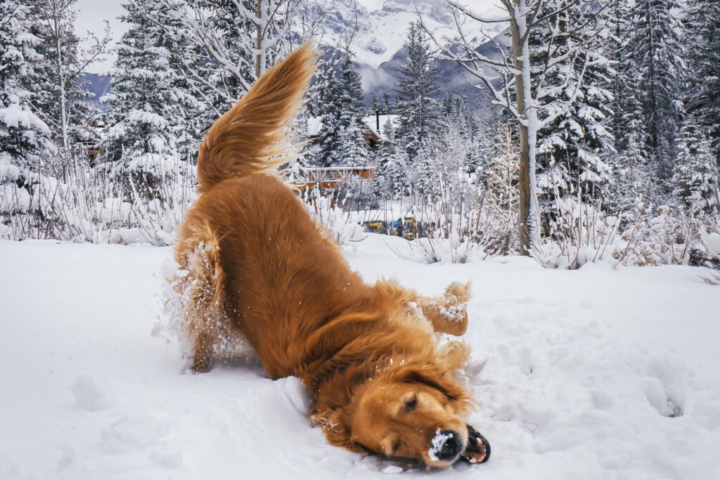 A golden retriever dog playing in the snow