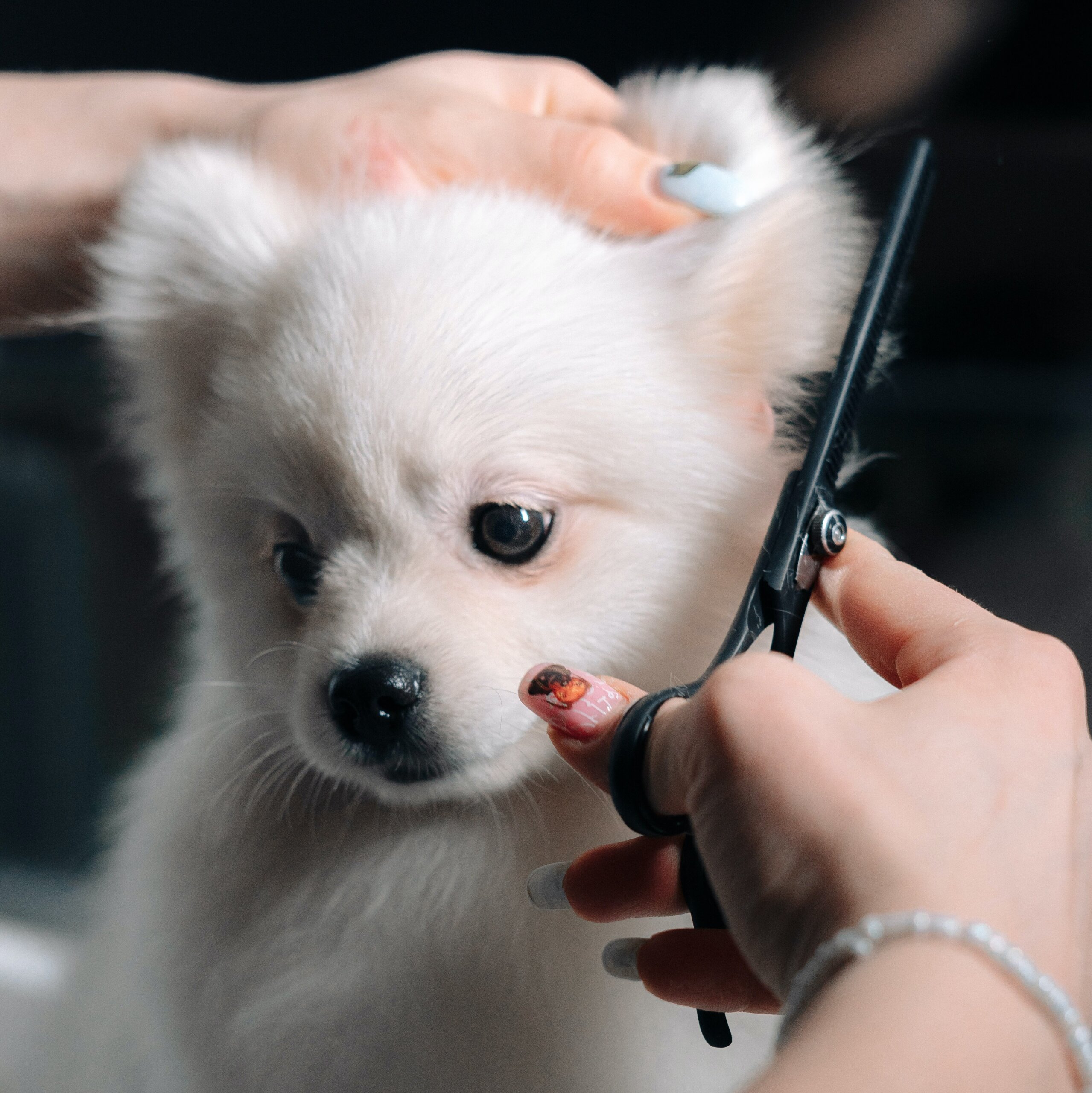 dog getting groomed with scissors