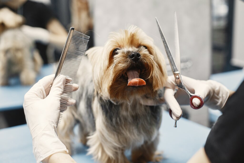 dog getting groomed with a comb and scissors