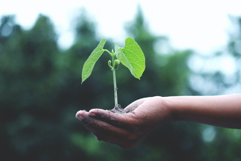A cupped hand holds up a small seedling plant with a forest in the background as they try to plant trees for sustainability.