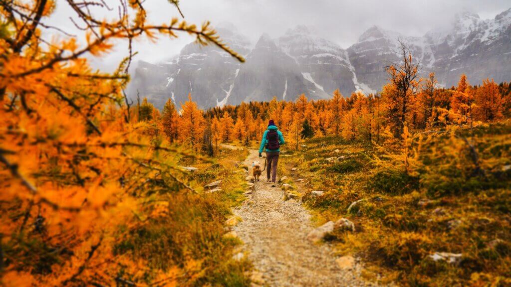 A woman in a blue jacket and her dog are hiking along a trail lined by Larch trees in the fall with mountains in the background. 