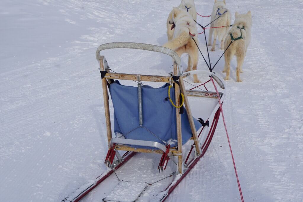Winter Activities in Canmore - Dogsledding Tours